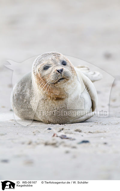 Kegelrobbe / grey seal / WS-06167
