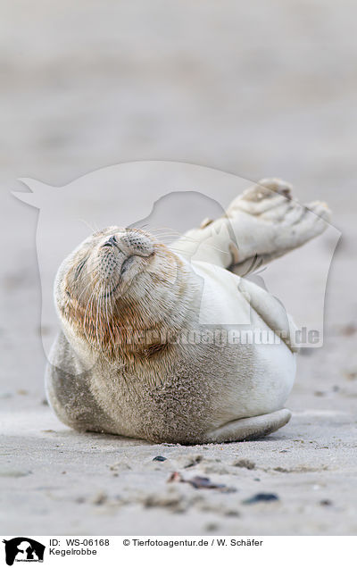 Kegelrobbe / grey seal / WS-06168