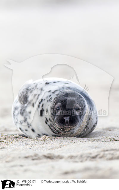 Kegelrobbe / grey seal / WS-06171