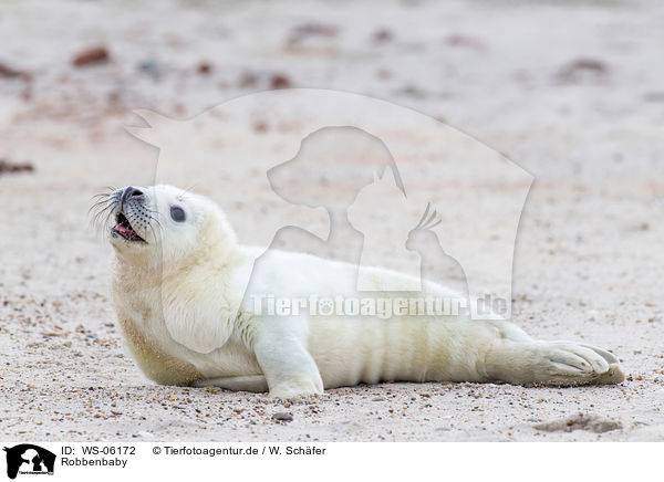 Robbenbaby / young grey seal / WS-06172