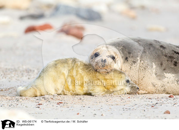 Kegelrobben / grey seals / WS-06174