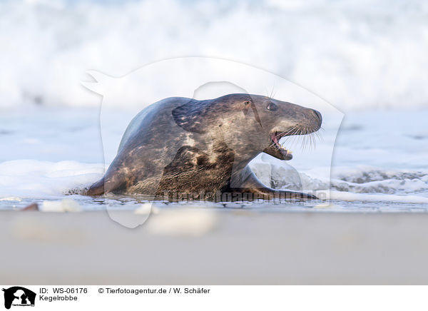 Kegelrobbe / grey seal / WS-06176