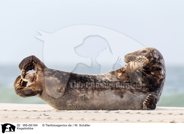 Kegelrobbe / grey seal / WS-06184