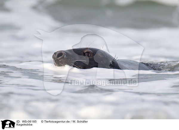 Kegelrobbe / grey seal / WS-06185