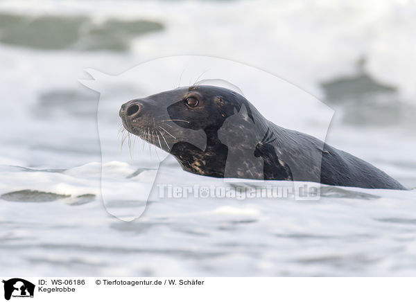 Kegelrobbe / grey seal / WS-06186