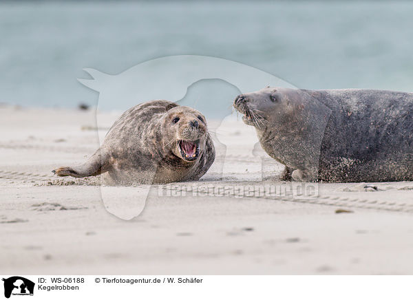 Kegelrobben / grey seals / WS-06188
