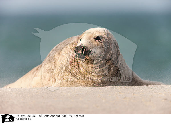Kegelrobbe / grey seal / WS-06195