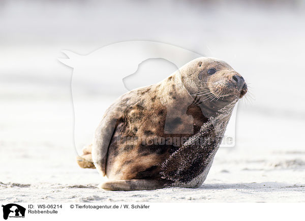 Robbenbulle / grey seal bull / WS-06214