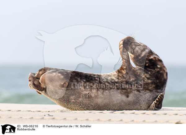 Robbenbulle / grey seal bull / WS-06216