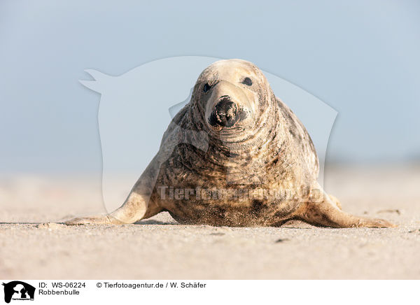 Robbenbulle / grey seal bull / WS-06224