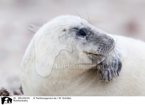 Robbenbaby / young grey seal / WS-06234