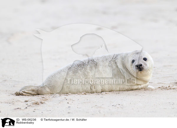 Robbenbaby / young grey seal / WS-06236