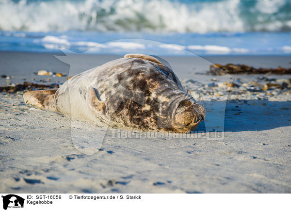Kegelrobbe / grey seal / SST-16059