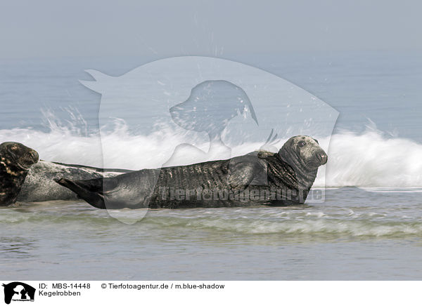 Kegelrobben / grey seals / MBS-14448