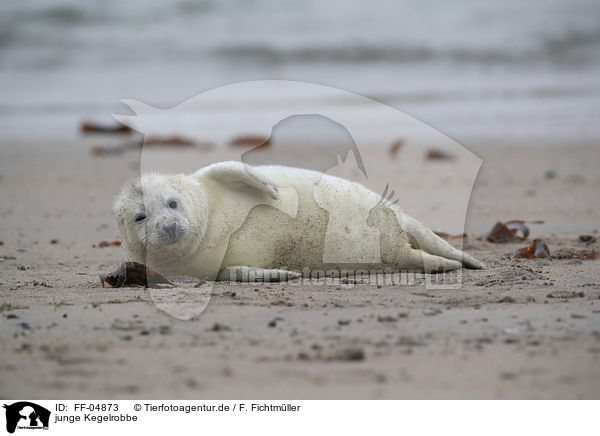 junge Kegelrobbe / young grey seal / FF-04873
