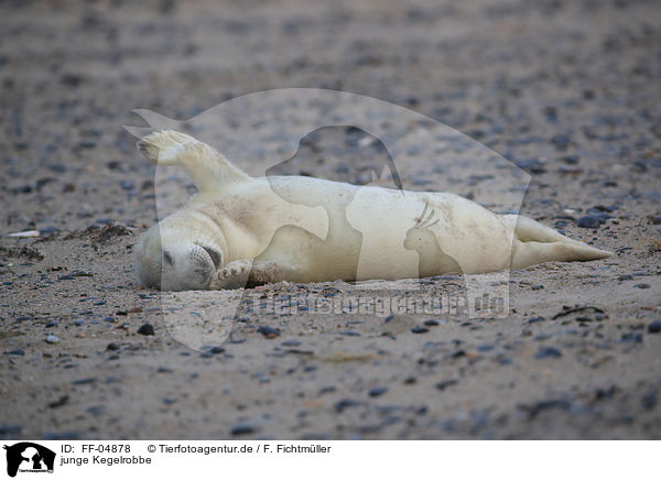 junge Kegelrobbe / young grey seal / FF-04878