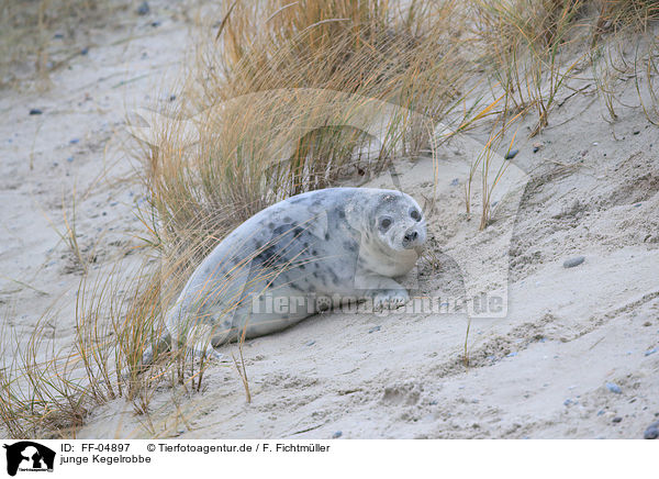 junge Kegelrobbe / young grey seal / FF-04897