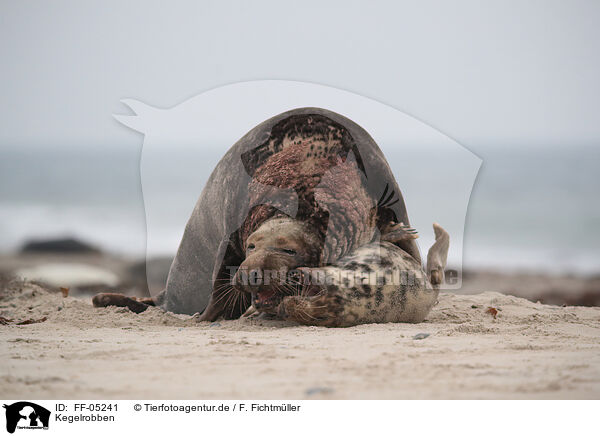 Kegelrobben / grey seals / FF-05241