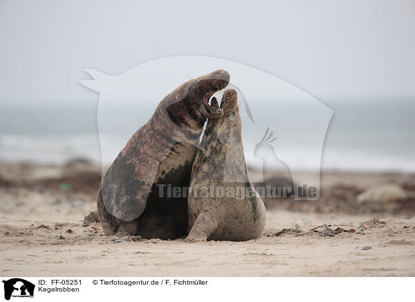 Kegelrobben / grey seals / FF-05251