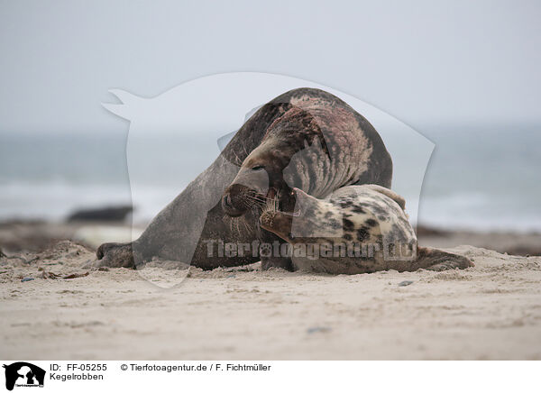 Kegelrobben / grey seals / FF-05255