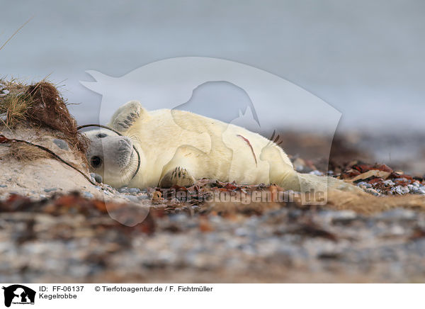 Kegelrobbe / grey seal / FF-06137