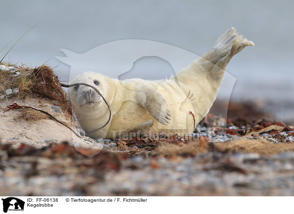 Kegelrobbe / grey seal / FF-06138