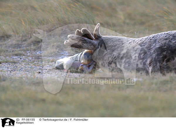 Kegelrobben / grey seals / FF-06155