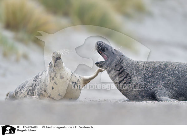 Kegelrobben / grey seals / DV-03496