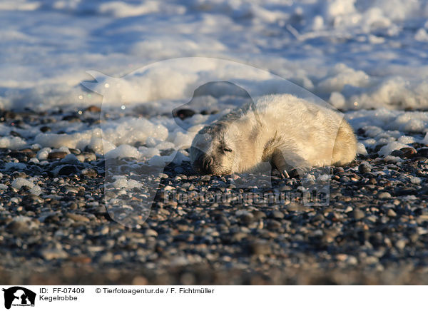 Kegelrobbe / grey seal / FF-07409