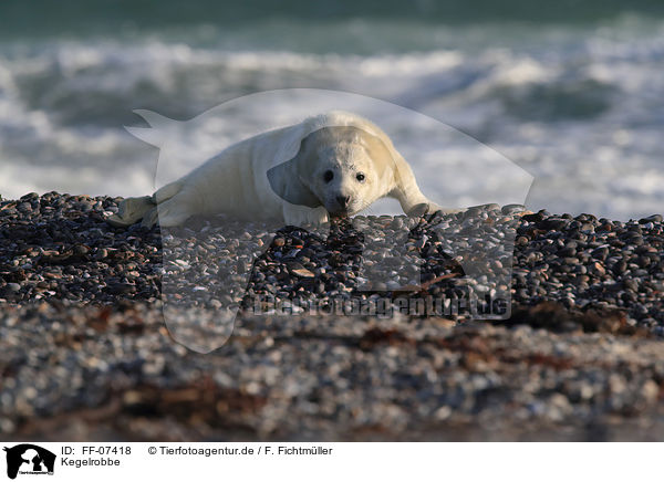 Kegelrobbe / grey seal / FF-07418