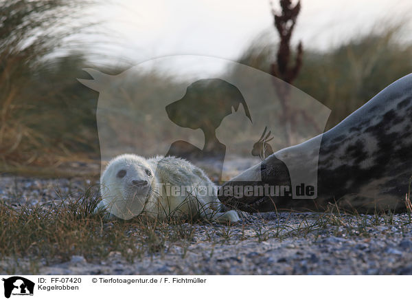 Kegelrobben / grey seals / FF-07420