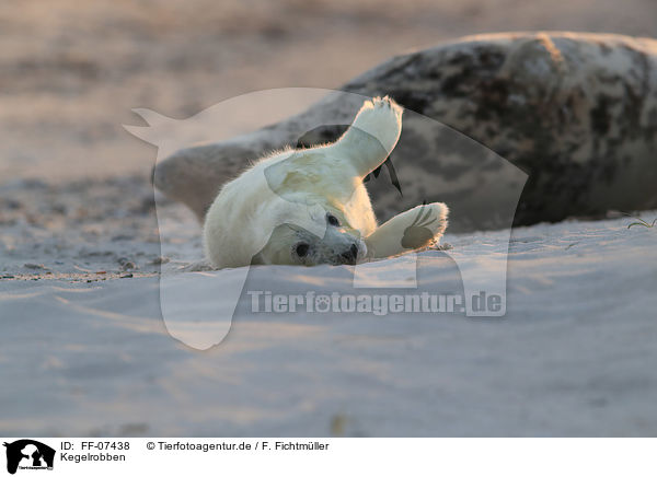 Kegelrobben / grey seals / FF-07438