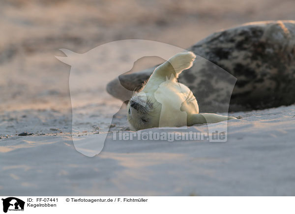 Kegelrobben / grey seals / FF-07441