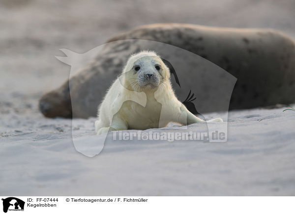 Kegelrobben / grey seals / FF-07444