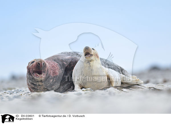 Kegelrobben / grey seals / DV-03601