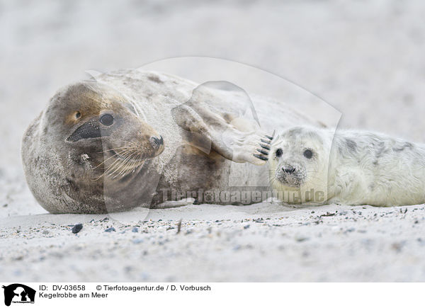 Kegelrobbe am Meer / Grey Seal by the sea / DV-03658