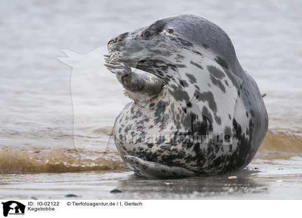 Kegelrobbe / Grey Seal / IG-02122