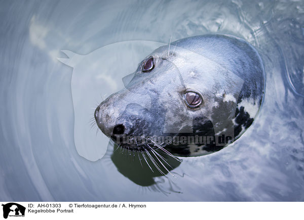 Kegelrobbe Portrait / Grey Seal portrait / AH-01303
