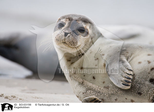 Kegelrobben / grey seals / SO-03156