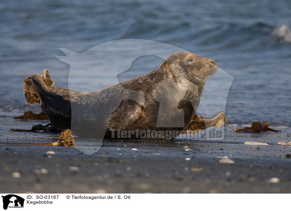 Kegelrobbe / grey seal / SO-03167