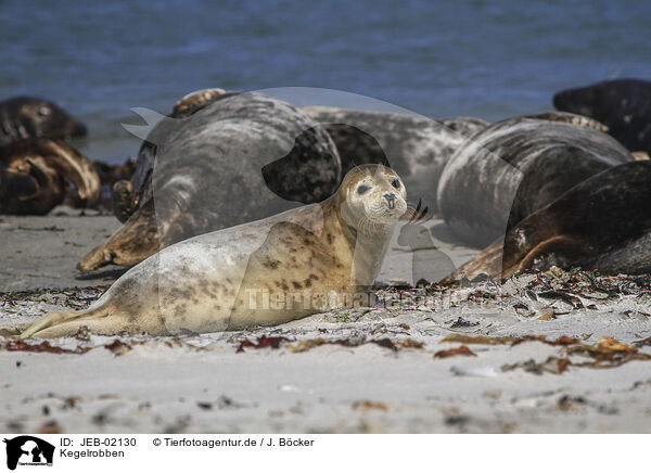 Kegelrobben / grey seals / JEB-02130