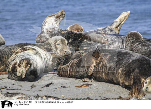 Kegelrobben / grey seals / JEB-02140