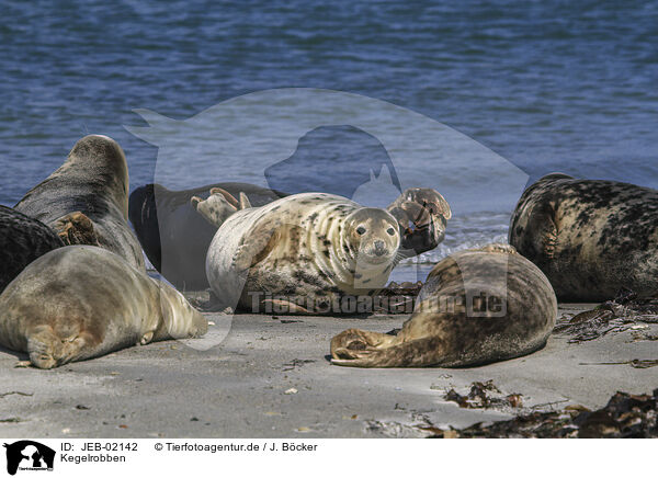 Kegelrobben / grey seals / JEB-02142