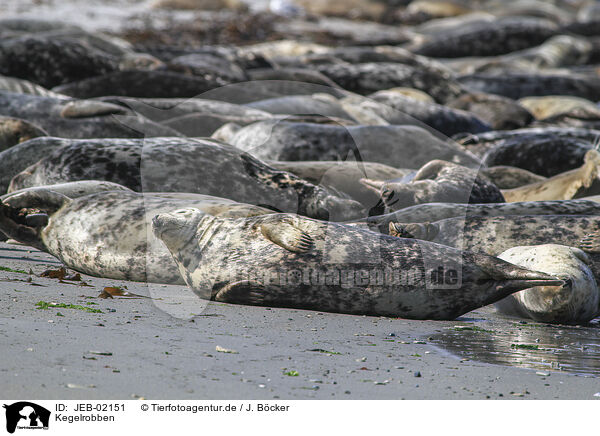Kegelrobben / grey seals / JEB-02151