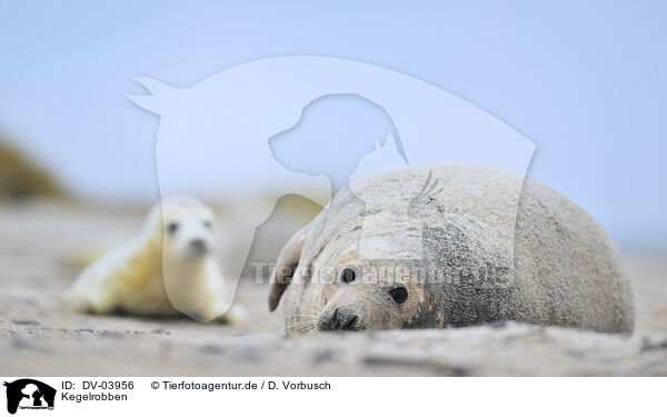 Kegelrobben / grey seals / DV-03956