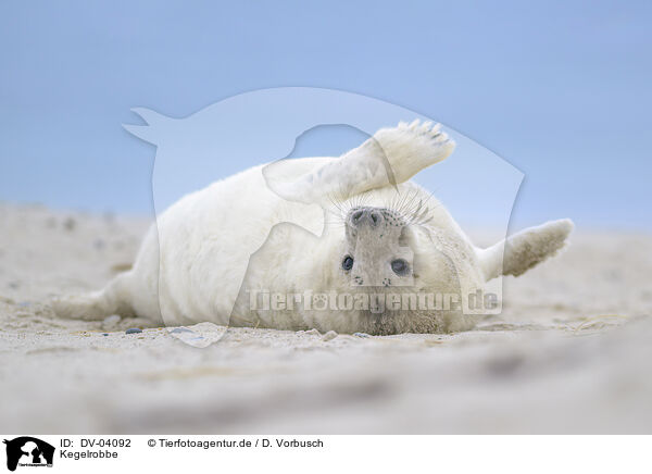 Kegelrobbe / grey seal / DV-04092