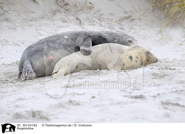 Kegelrobbe / grey seal / DV-04182