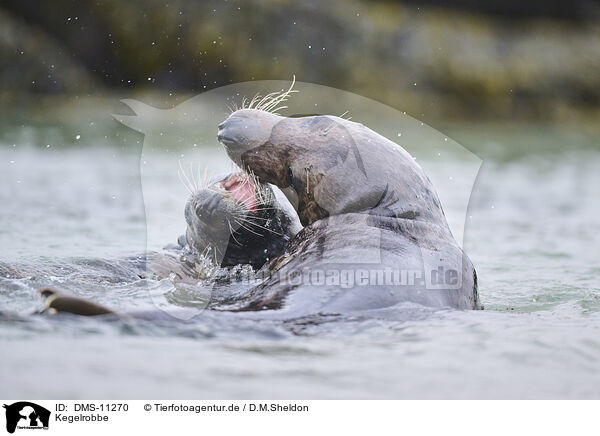 Kegelrobbe / grey seal / DMS-11270