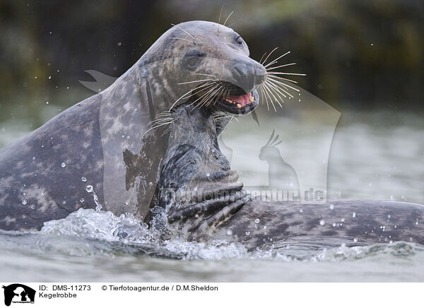 Kegelrobbe / grey seal / DMS-11273