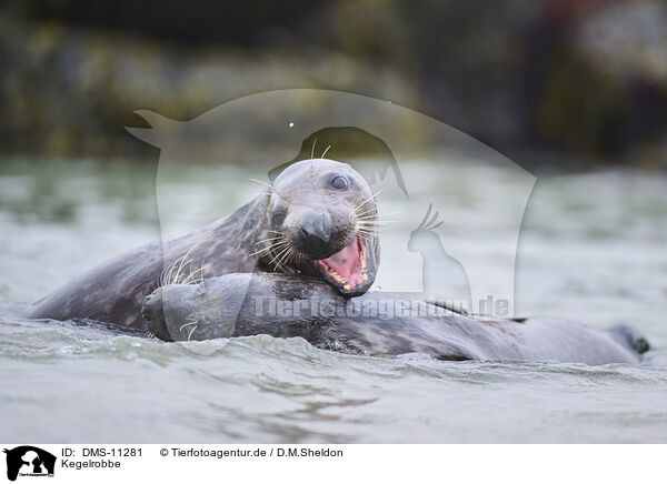 Kegelrobbe / grey seal / DMS-11281